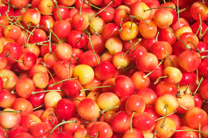 Rainier Cherry Tree - 15 Gallon