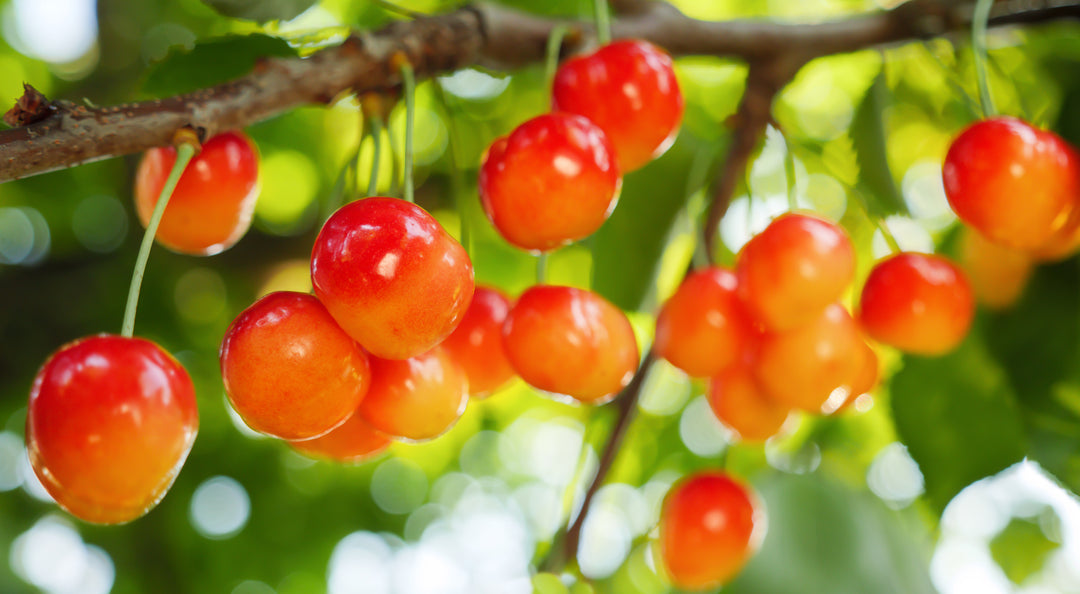 Rainier Cherry Tree - 15 Gallon
