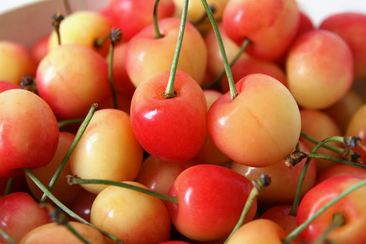 Rainier Cherry Tree - 15 Gallon
