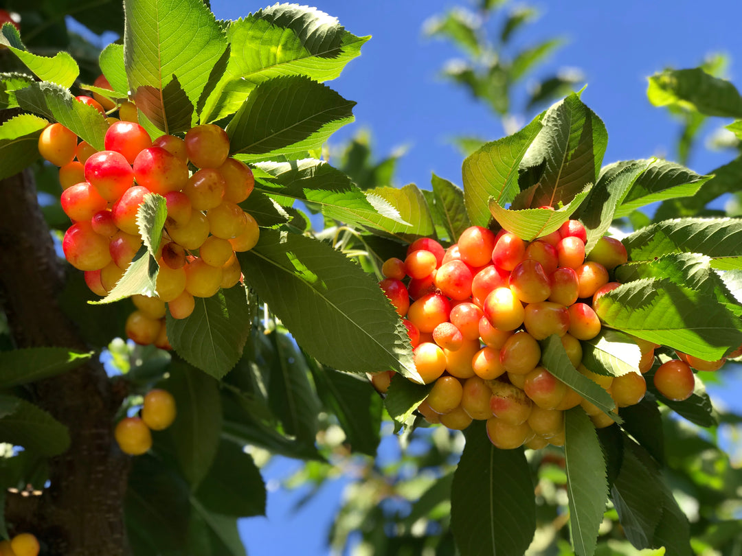 Rainier Cherry Tree - 15 Gallon