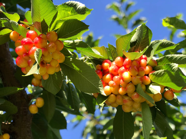 Rainier Cherry Tree - 15 Gallon
