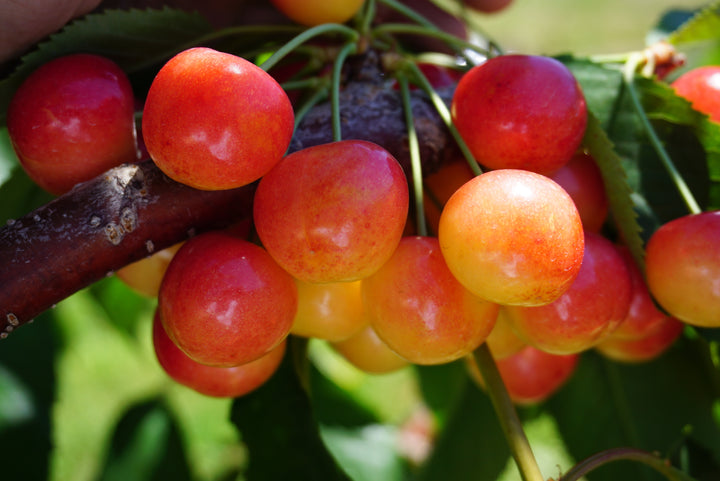 Rainier Cherry Tree - 15 Gallon