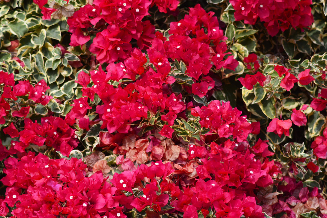 Raspberry Ice Bougainvillea Red Vine