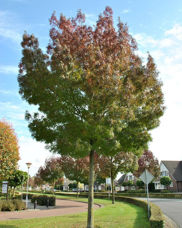 Raywood Ash ( Fraxinus oxycarpa ) - 15 Gallon Standard