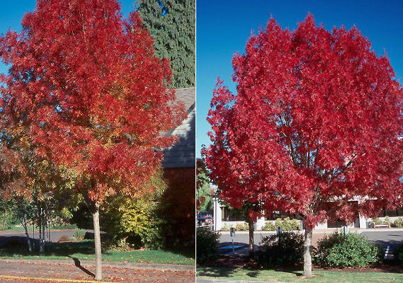 Raywood Ash ( Fraxinus oxycarpa ) - 15 Gallon Standard