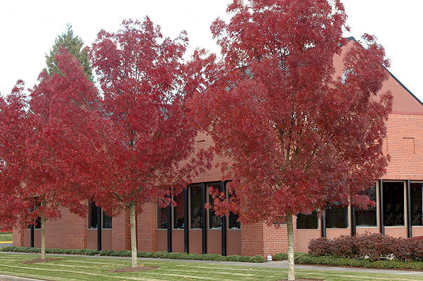 Raywood Ash ( Fraxinus oxycarpa ) - 15 Gallon and 24