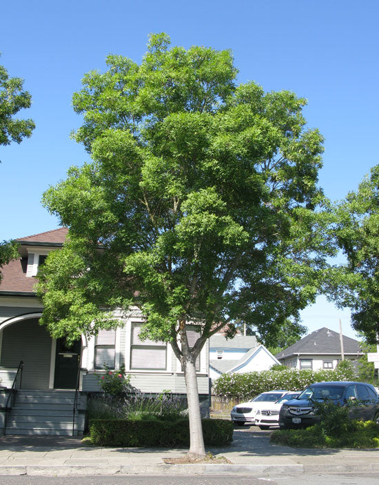 Raywood Ash ( Fraxinus oxycarpa ) - 15 Gallon Standard