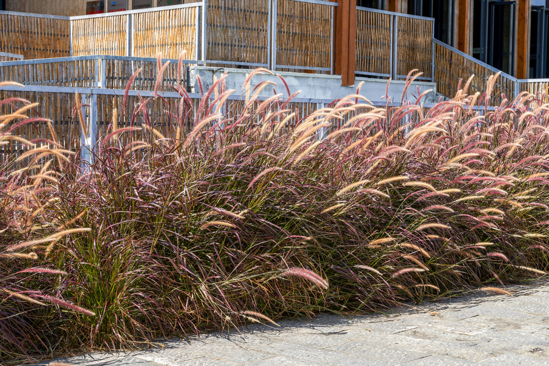 Red Fountain Grass