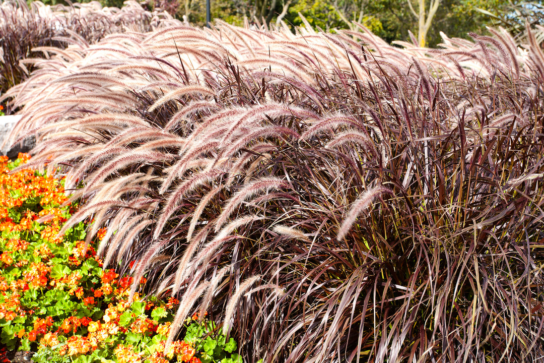 Red Fountain Grass