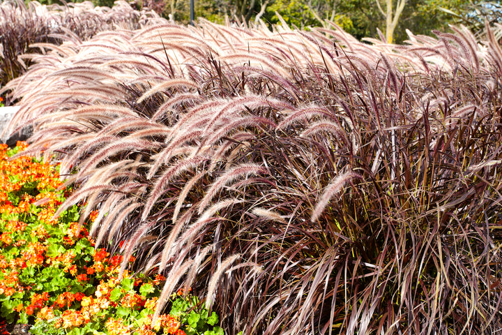 Red Fountain Grass
