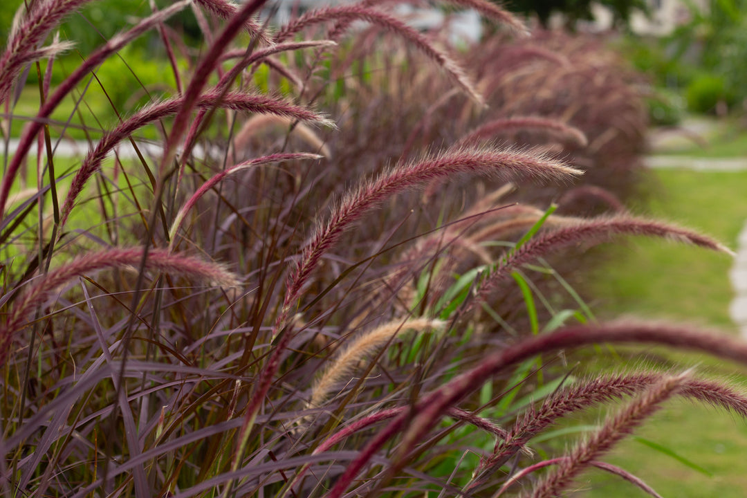 Red Fountain Grass