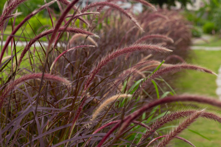 Red Fountain Grass