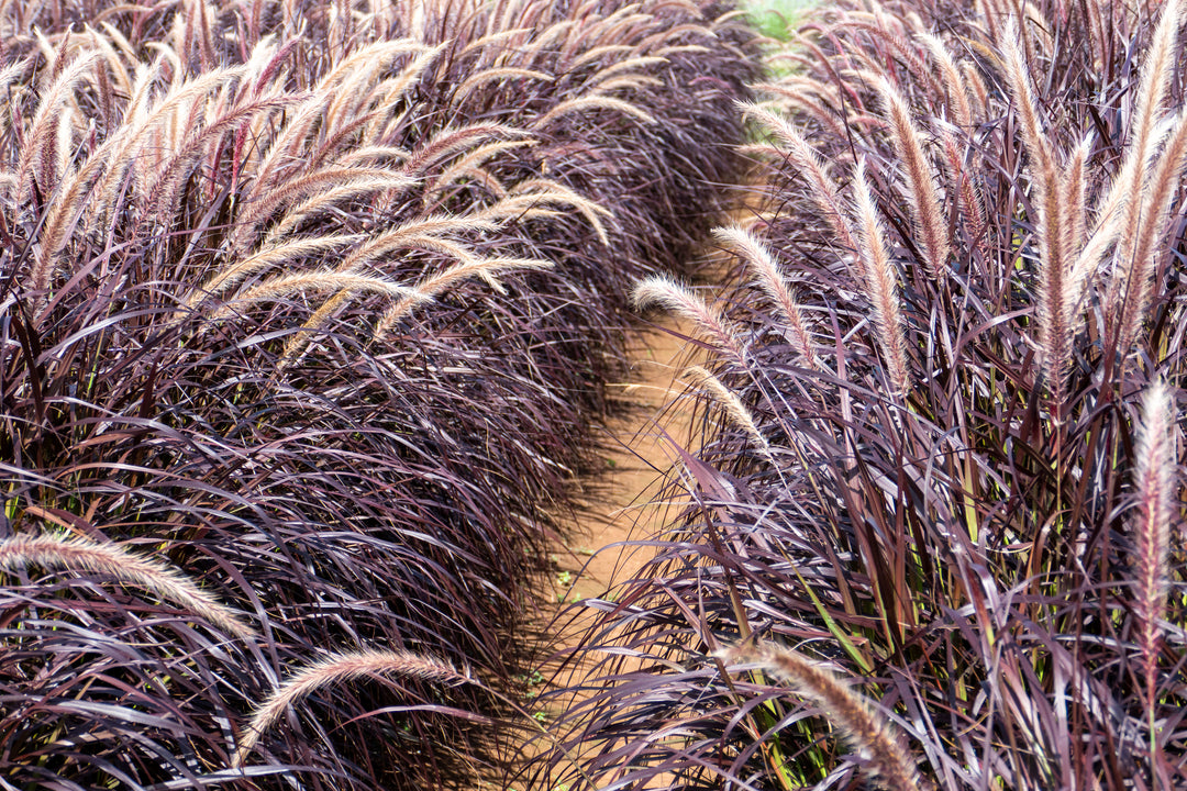 Red Fountain Grass