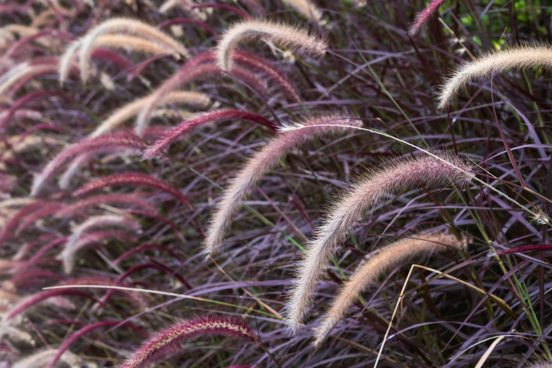 Red Fountain Grass