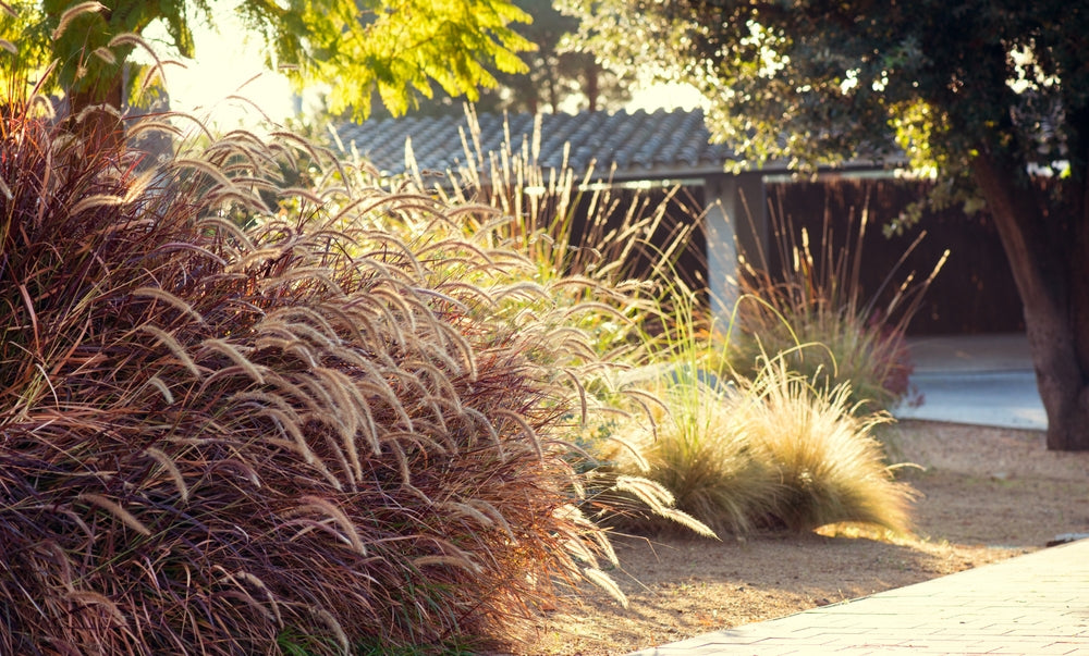 Red Fountain Grass