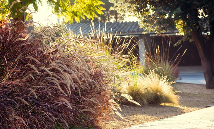 Red Fountain Grass