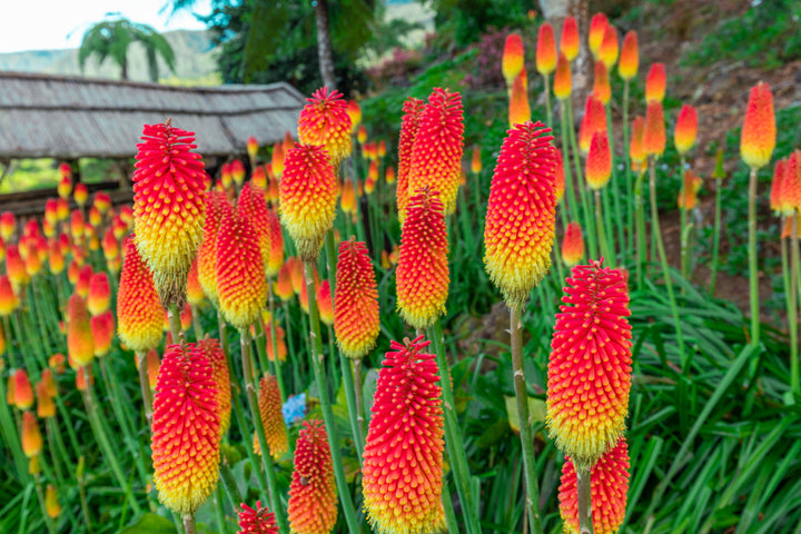 Red Hot Poker