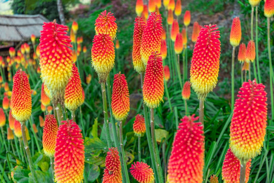 Red Hot Poker Plant Plant