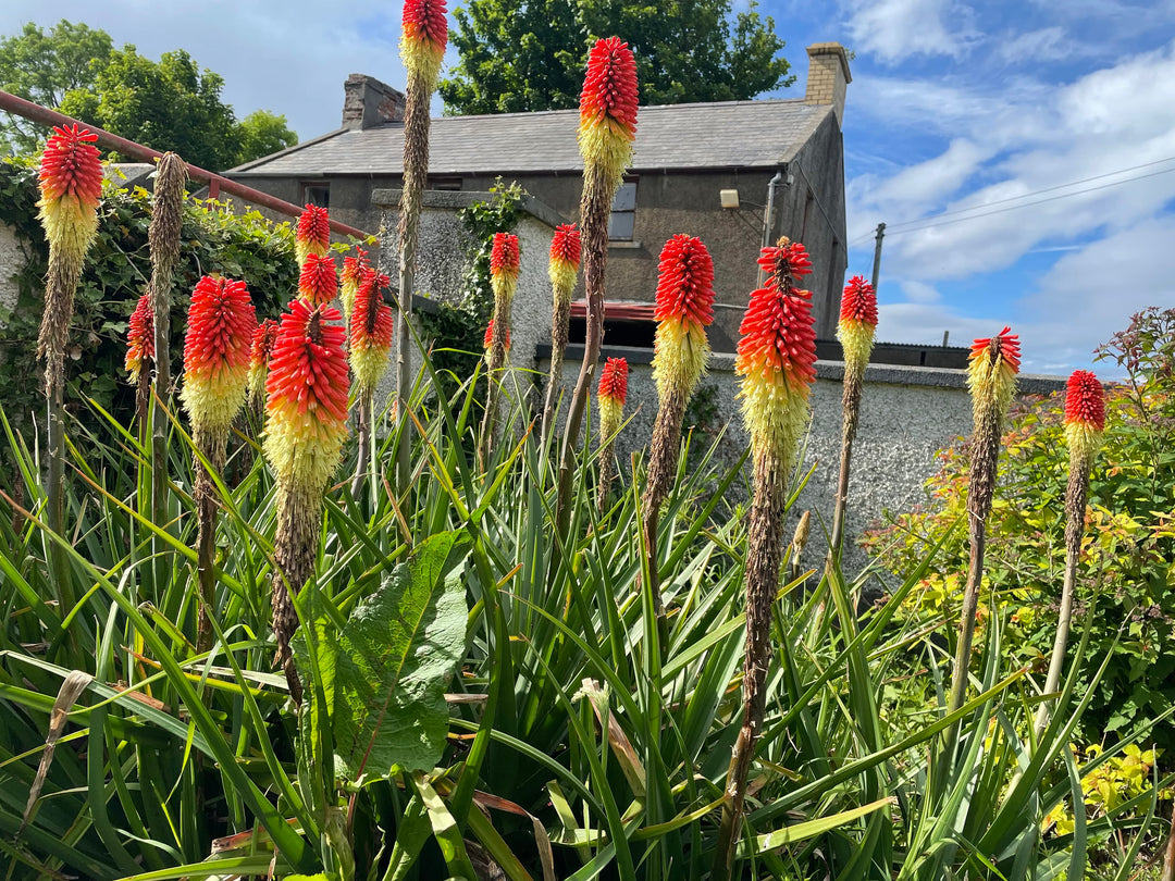 red hot poker plant in pots Red Hot Poker