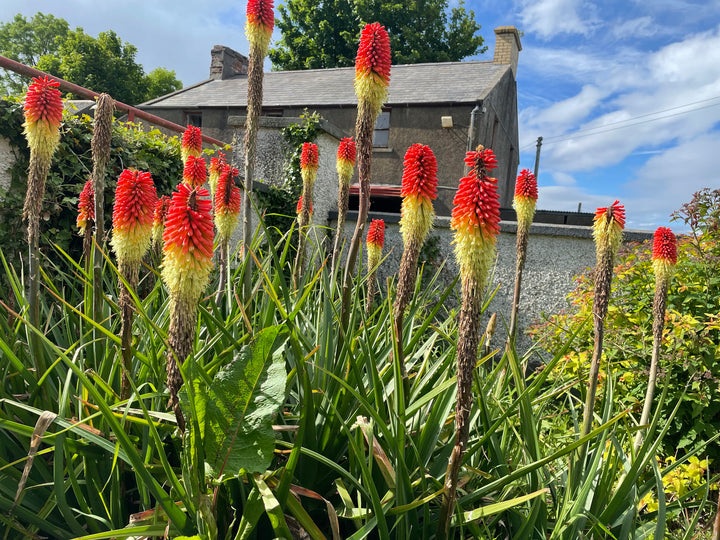 Red Hot Poker