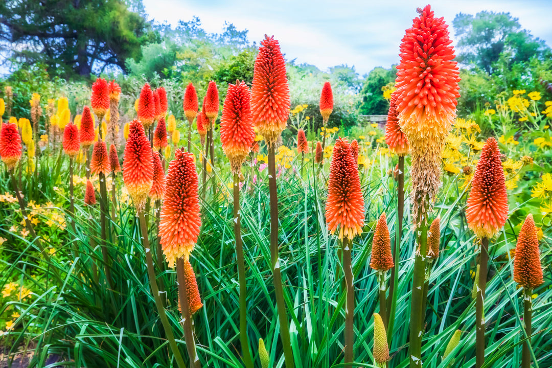 Red Hot Poker