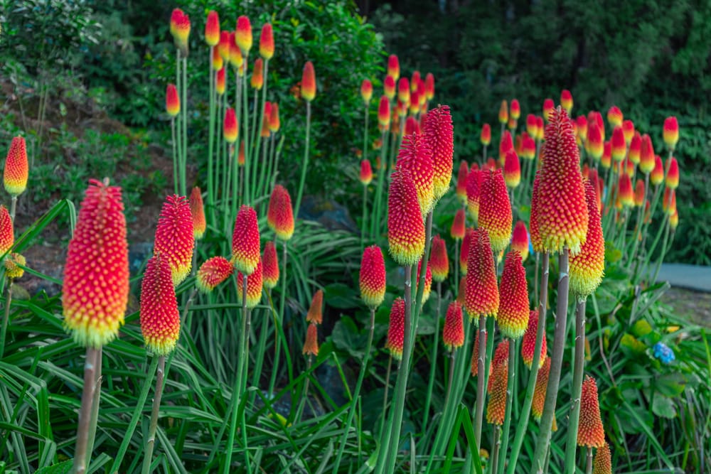 red hot poker plant in pots Red Hot Poker