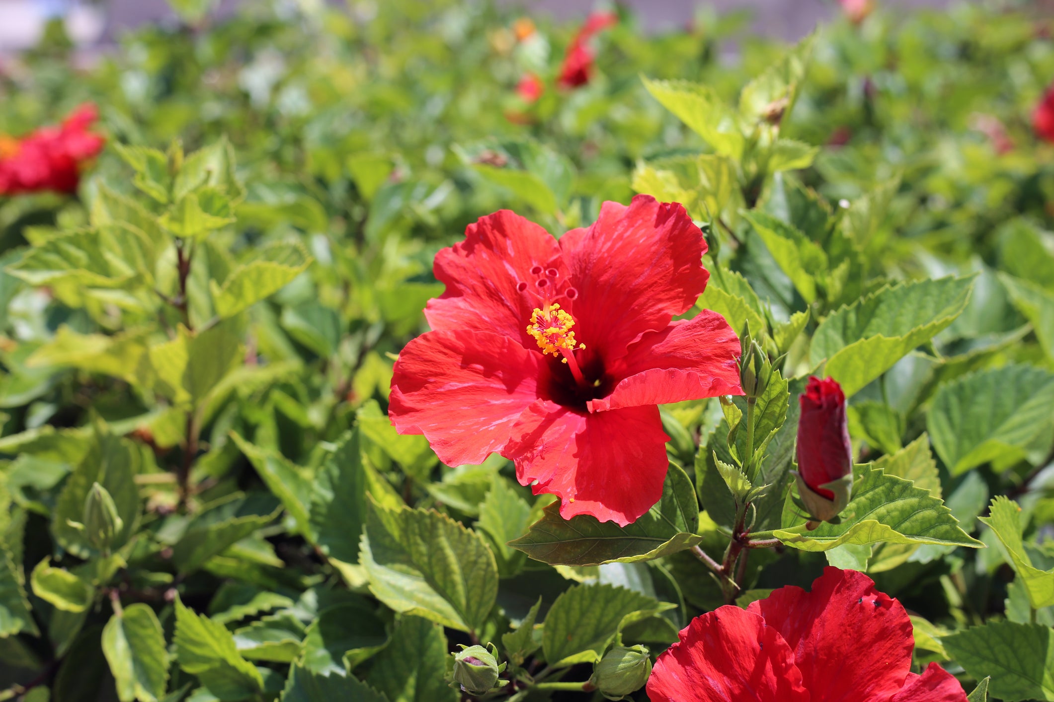 Buy Red Hibiscus - 5 and 15 Gallon - Plant Clearance