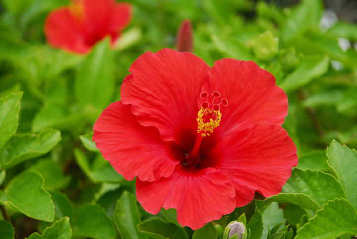 Red Hibiscus - 5 Gallon