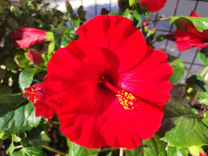 Red Hibiscus - 5 Gallon