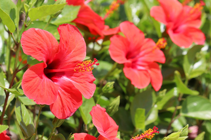 Red Hibiscus - 5 Gallon