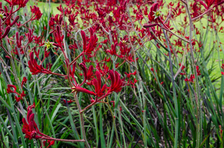Red Kangaroo Paw