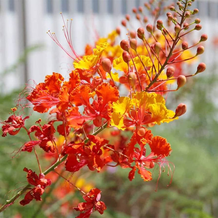 Mexican Bird of Paradise - 5 Gallon