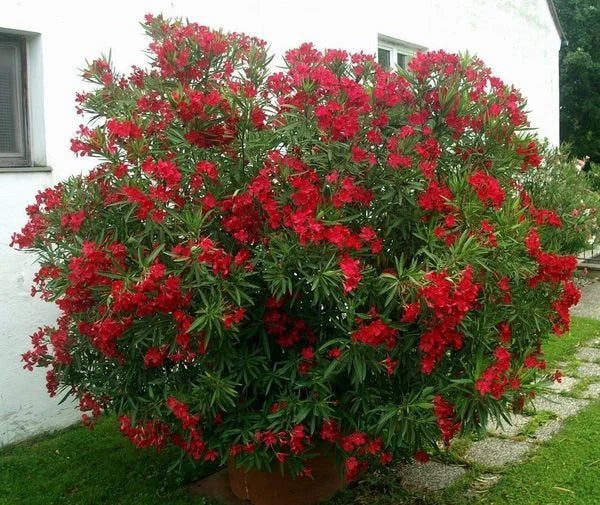 Red Oleander - 5 Gallon