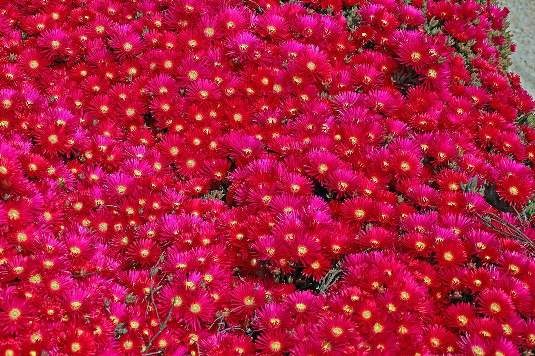 Red Trailing Ice Plant - Flat