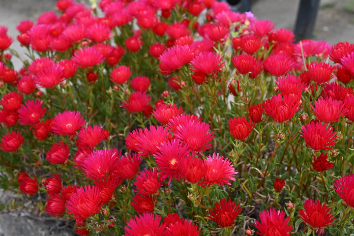 Red Trailing Ice Plant - Flat