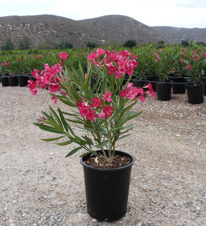 Red Oleander - 5 Gallon