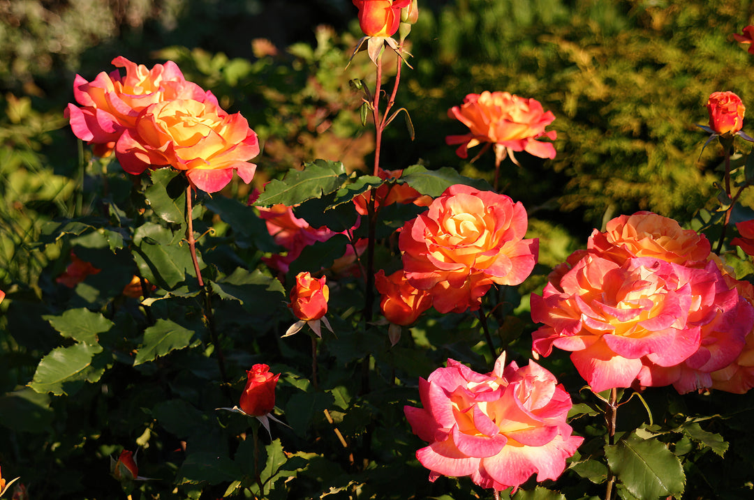 Rio Samba Rose Bush - 5 Gallon