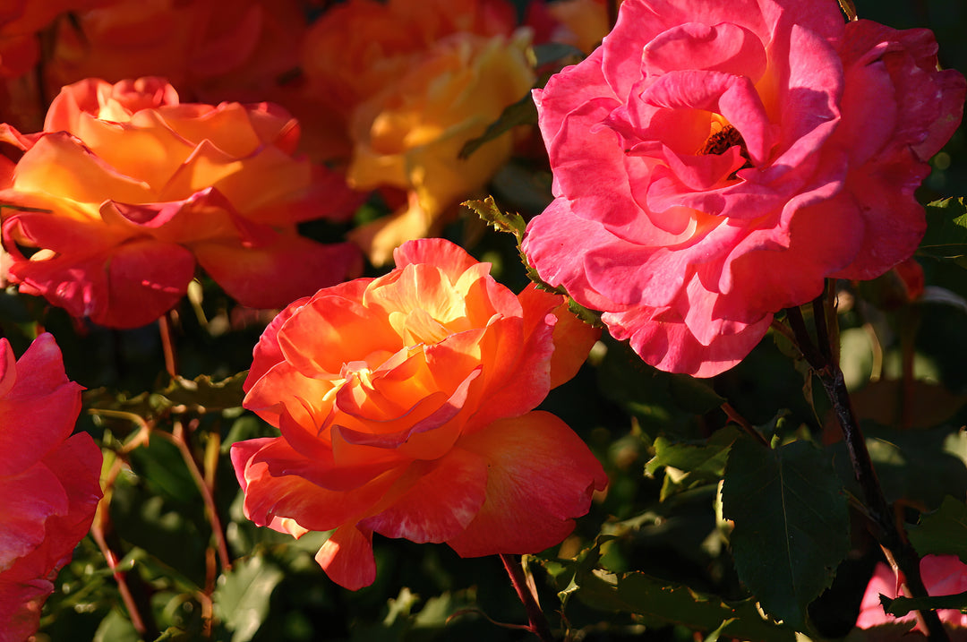 Rio Samba Rose Bush - 5 Gallon