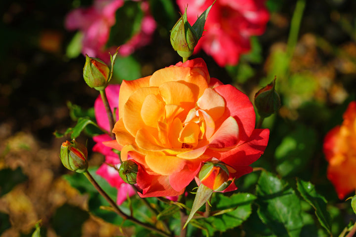 Rio Samba Rose Bush - 5 Gallon