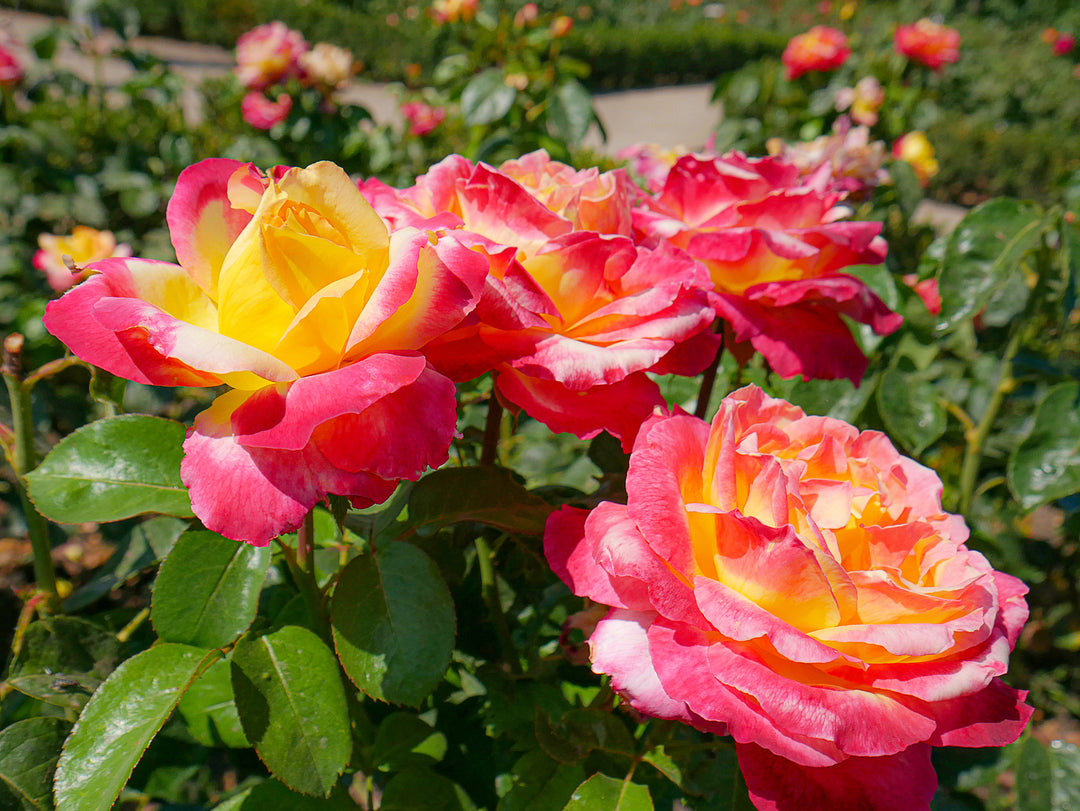 Rio Samba Rose Bush - 5 Gallon