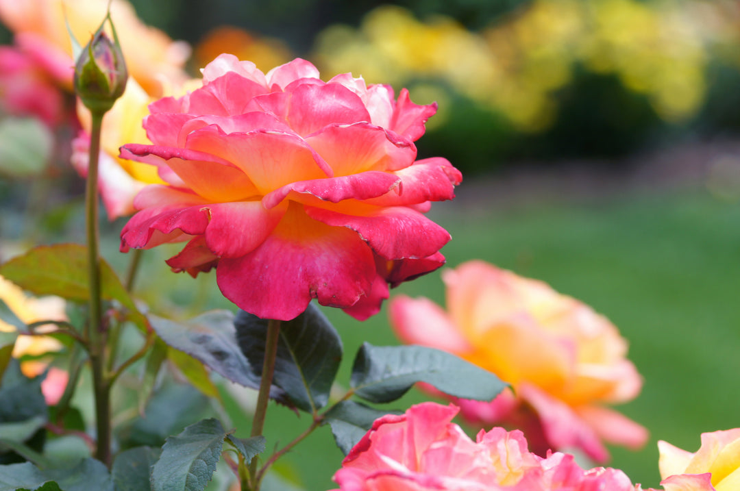 Rio Samba Rose Bush - 5 Gallon