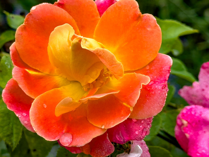 Rio Samba Rose Bush - 5 Gallon