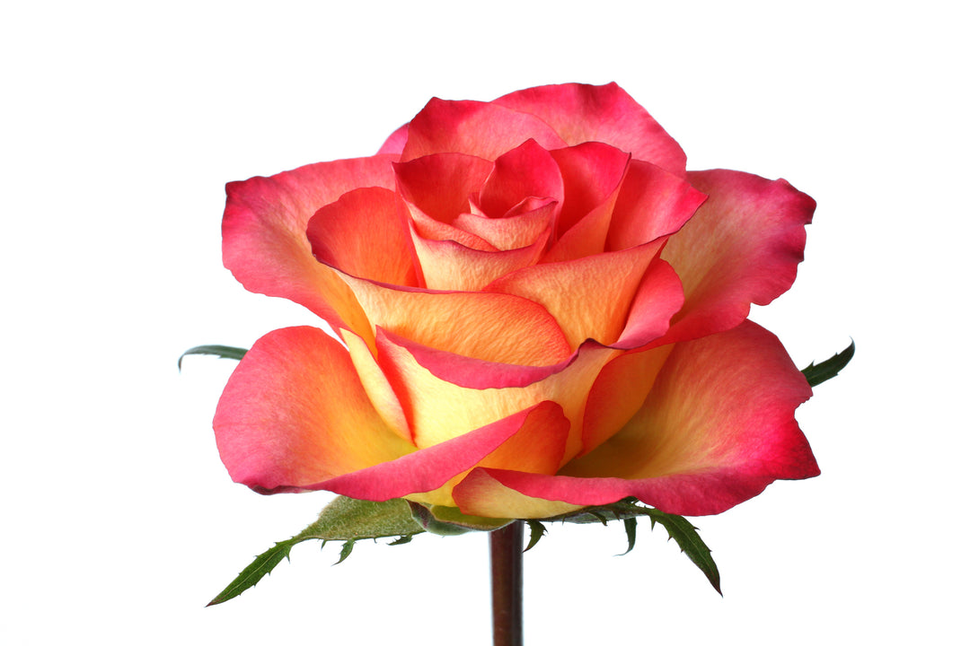 Rio Samba Rose Bush - 5 Gallon