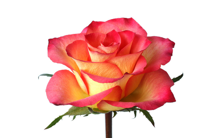 Rio Samba Rose Bush - 5 Gallon