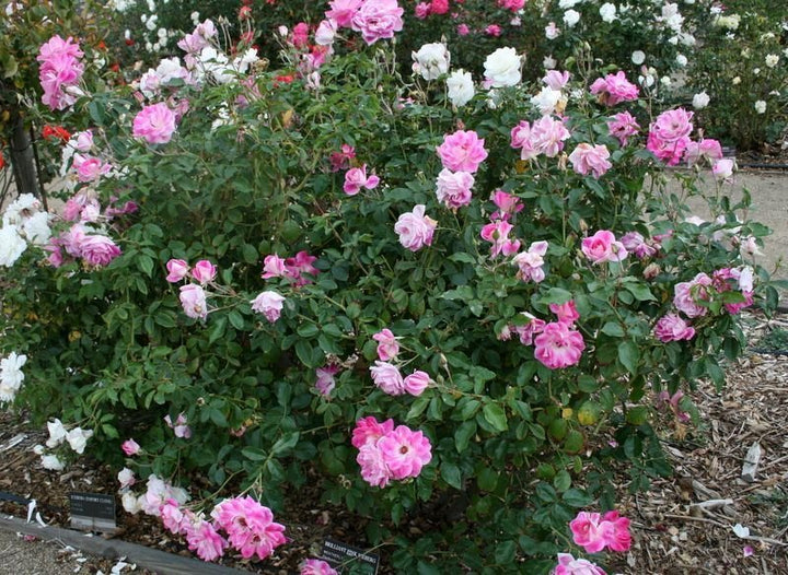Pink Iceberg Rose Bush - 5 Gallon