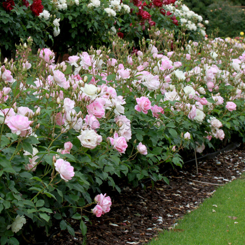 Pink Iceberg Rose Bush - 5 Gallon
