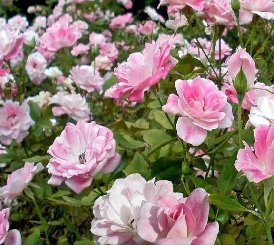 Pink Iceberg Rose Bush - 5 Gallon