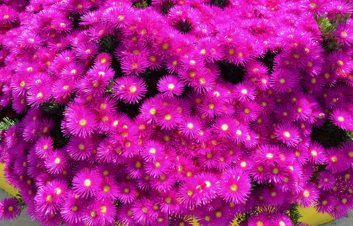 Rose Pink Trailing Ice Plant - Flat