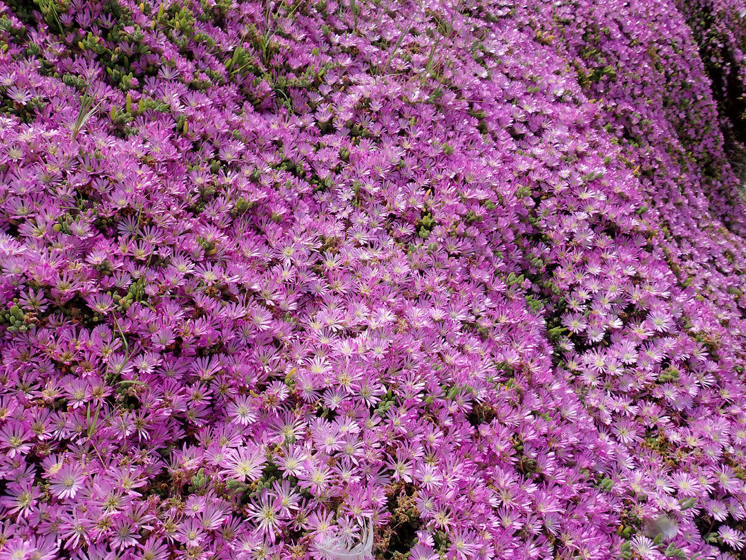 Rosea Pink Ice Plant