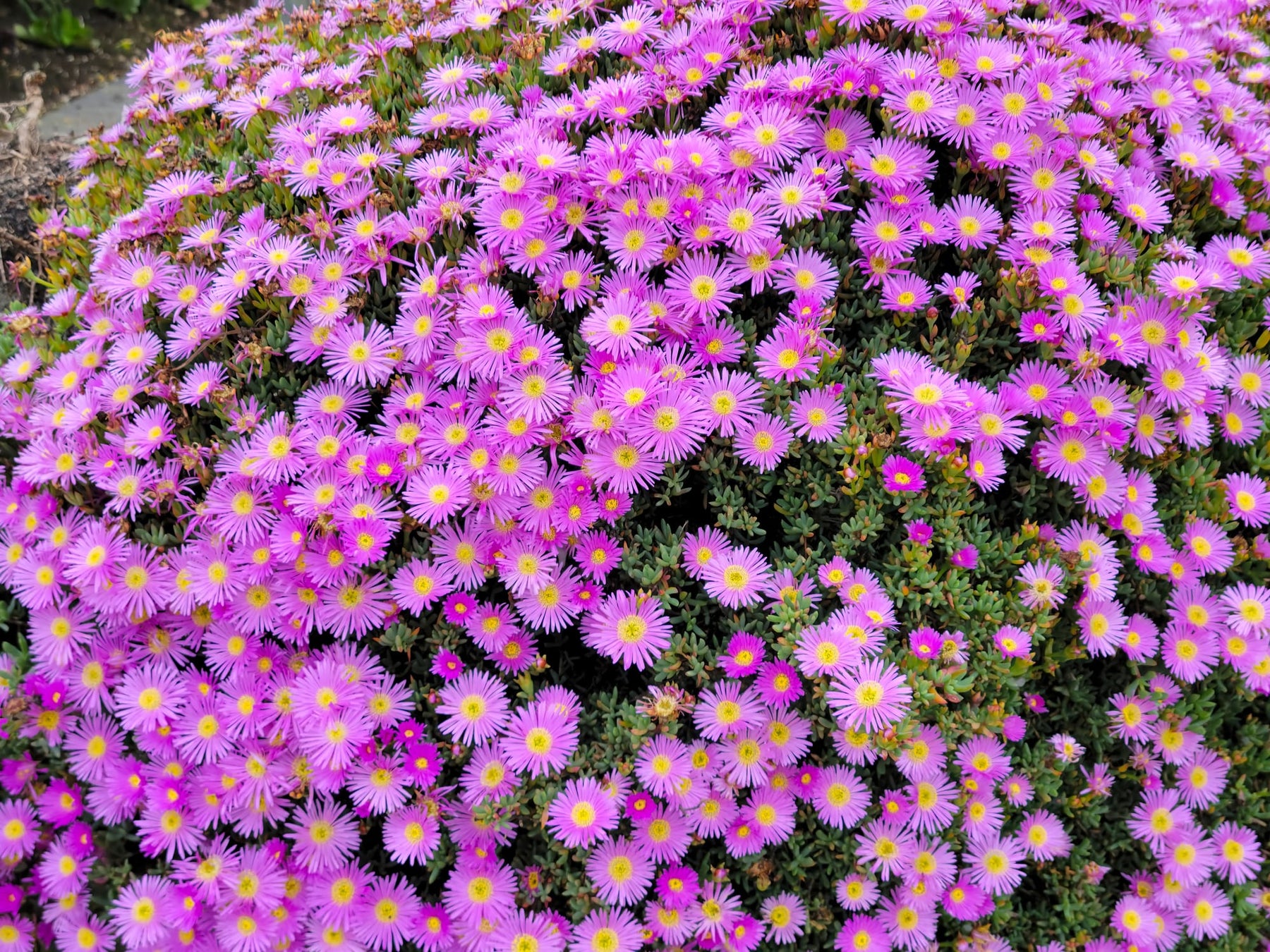 rosea lavender ice plant Rosea Pink Ice Plant